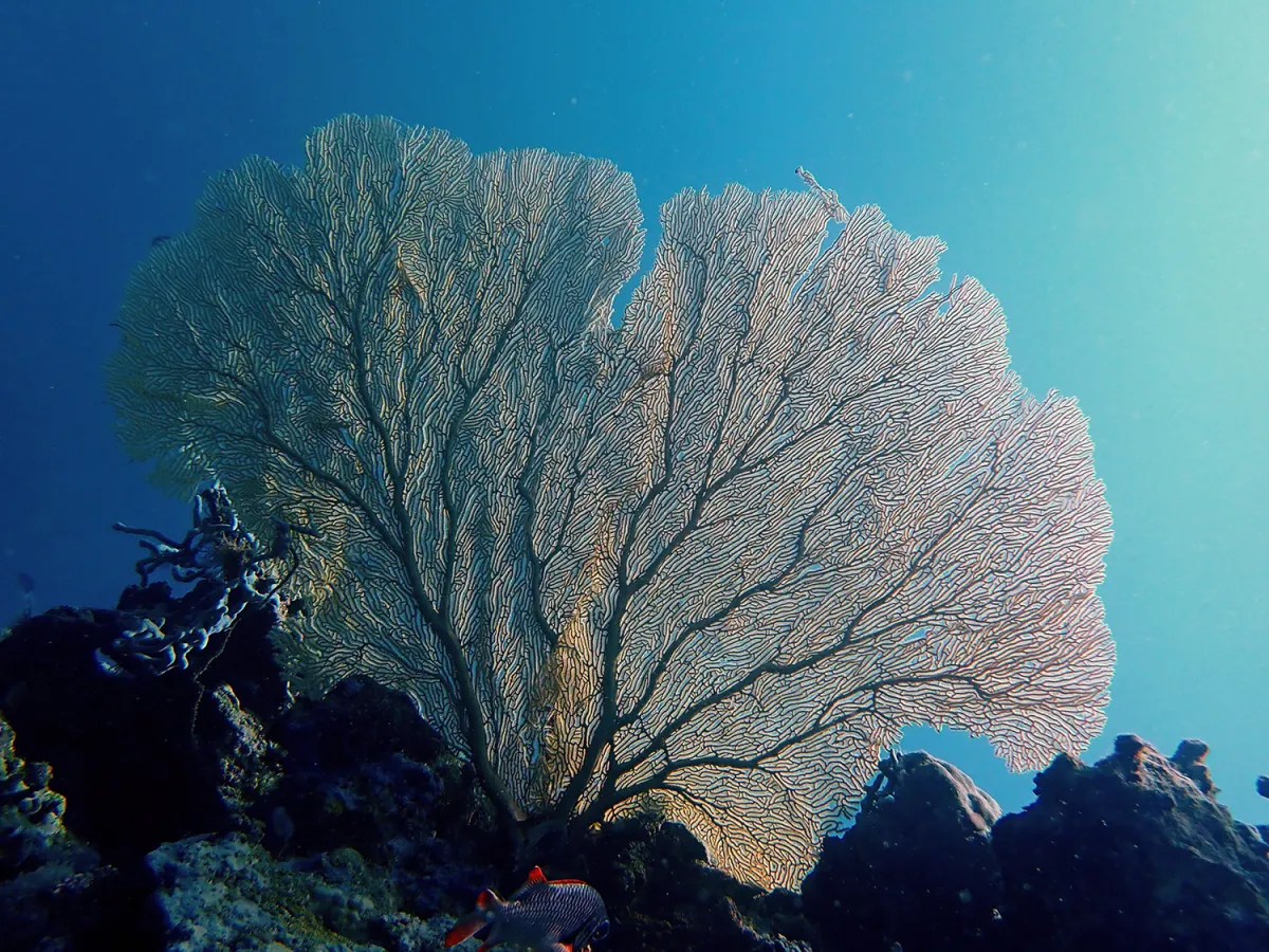 A giant sea fan on a coral reef