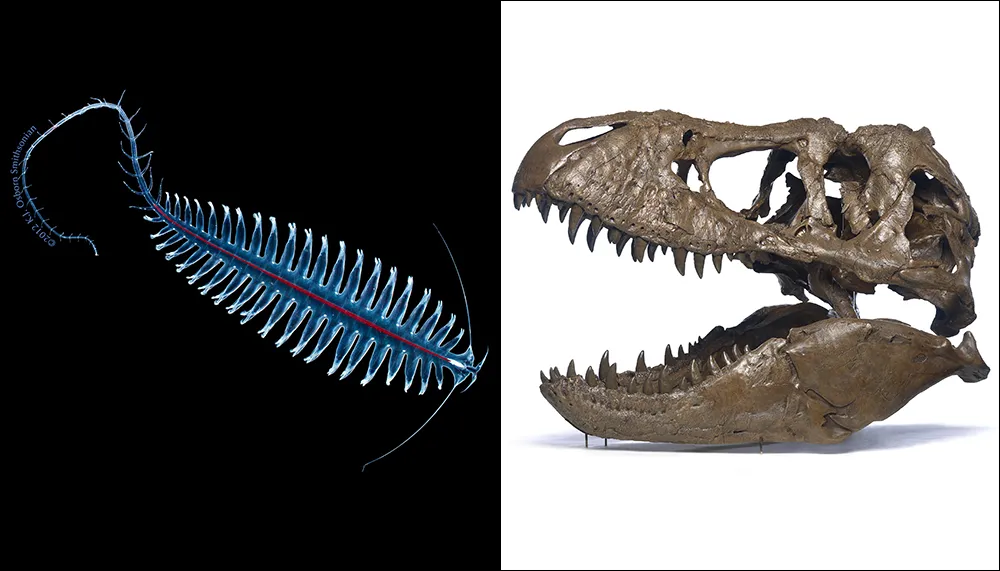A gossamer worm and a cast of a T. rex skull