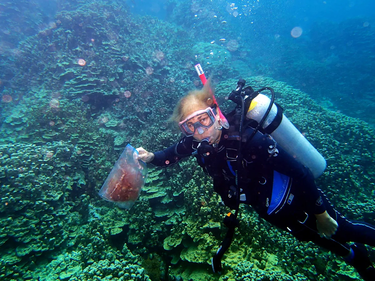 Diver collecting cyanobacteria from Guam reef.