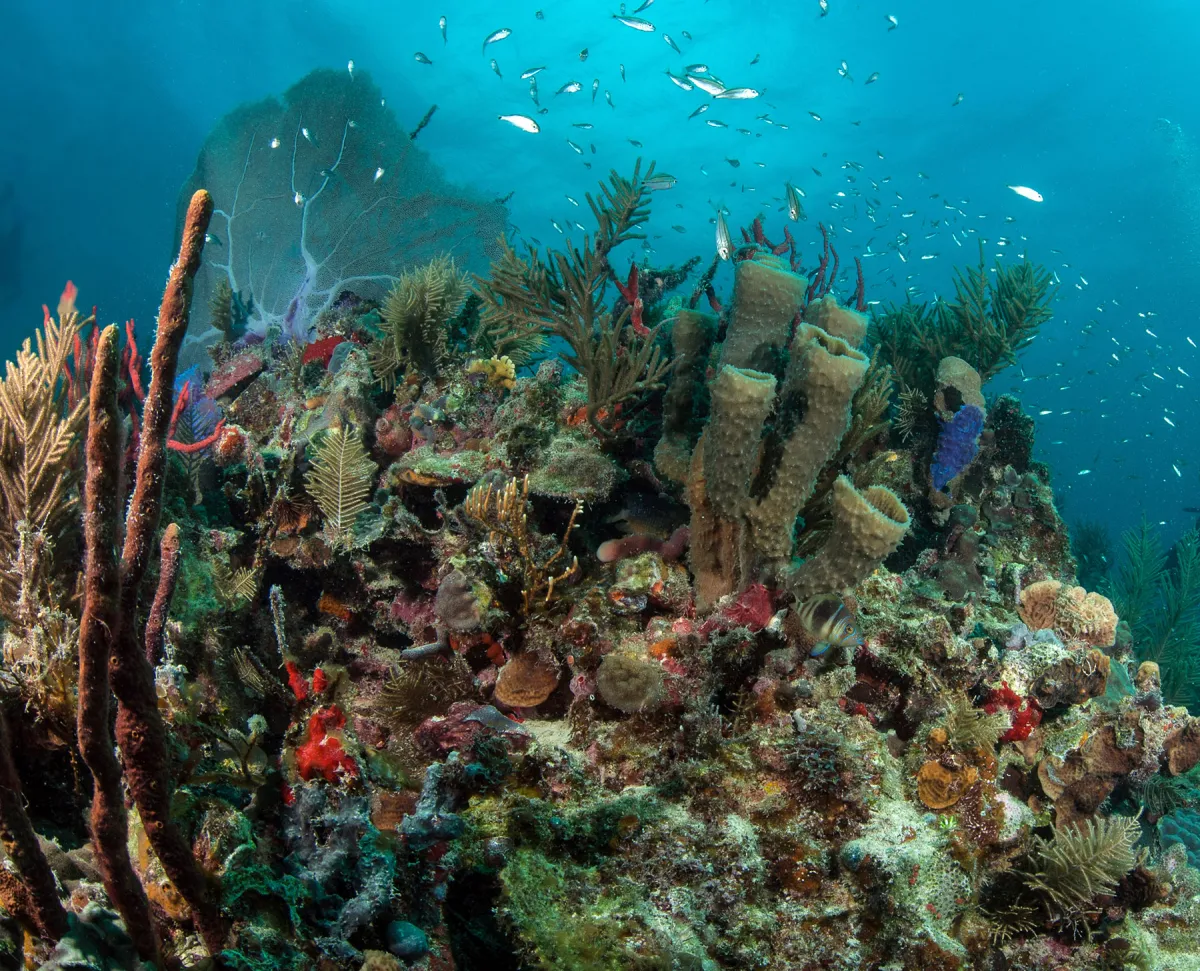 Crowded coral reef