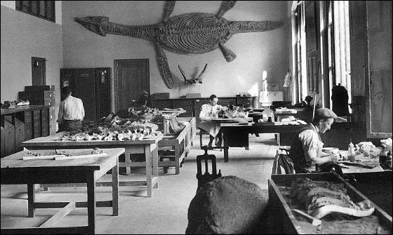Image depicts a large room with work tables and fossils distributed throughout with three individuals working