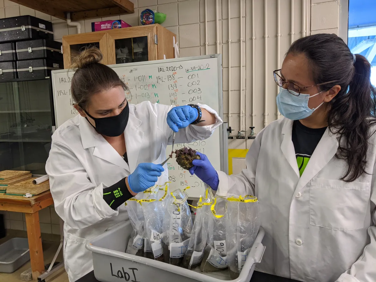 2 researchers preparing samples.