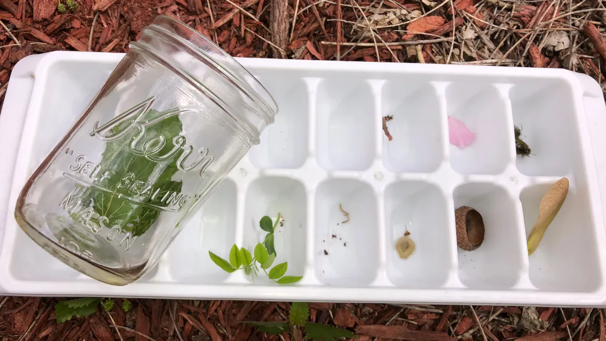 An ice cube tray with many of the sections holding items such as leaves, an acorn, insects, and soil. A Mason jar with a big leaf it it covers one side of the tray.
