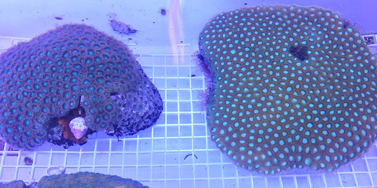 Healthy Corals