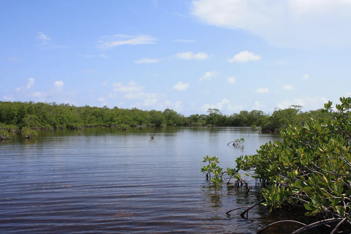 Mangrove forests surround water. 