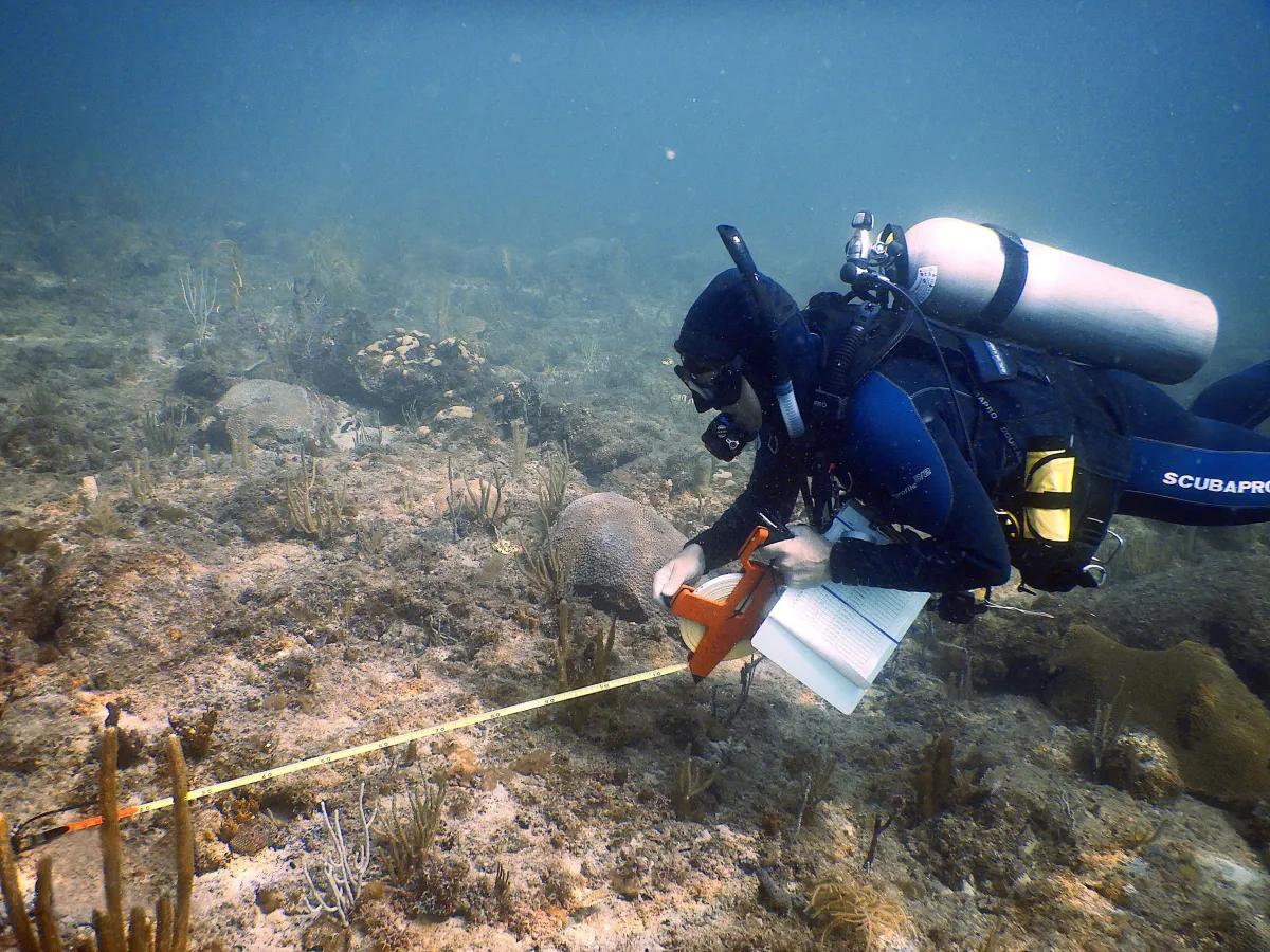 Diver surveying corals