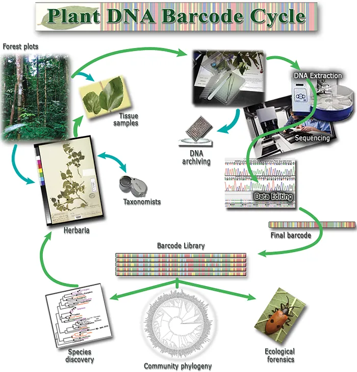 Plant DNA Barcode Cycle