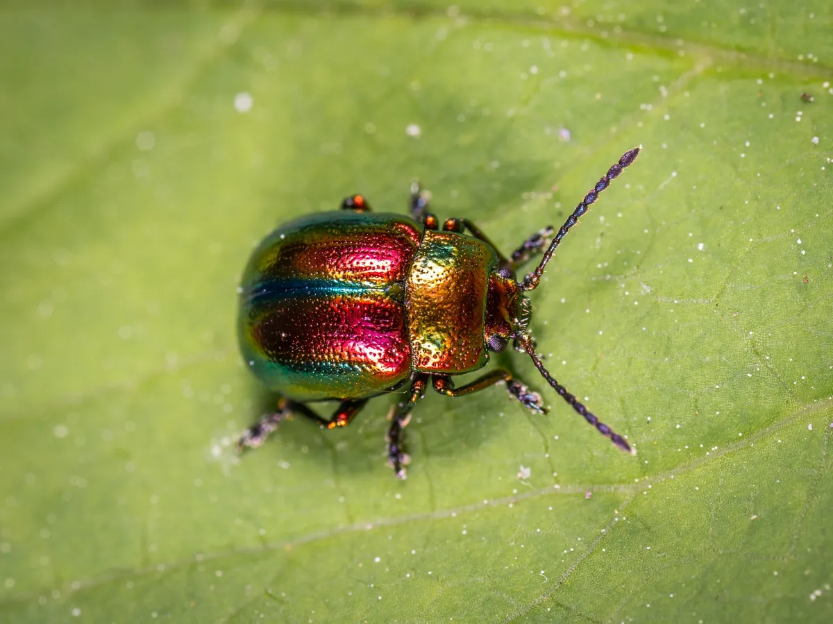 A red beetle sits on a leaf