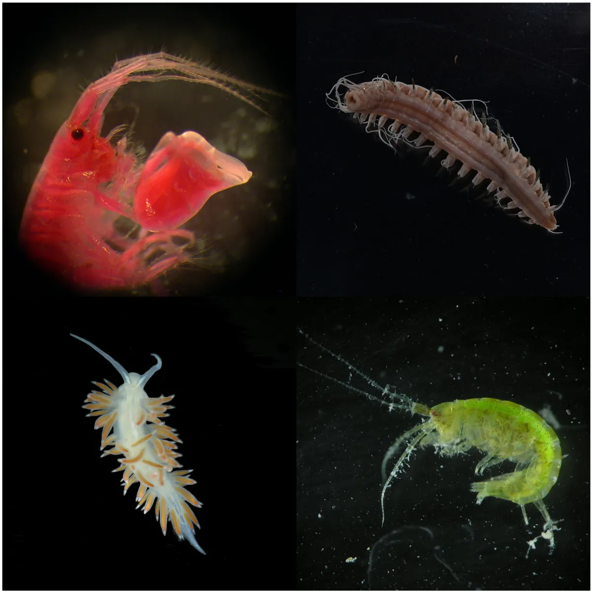 Benthic Invertebrate Collage