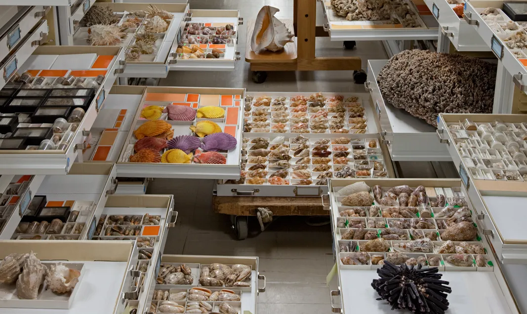 Various collections from the Department of Invertebrate Zoology. 