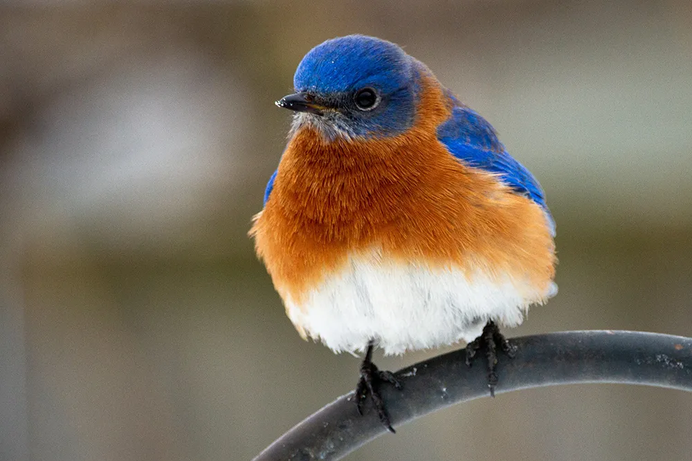 Blue, orange, and white bird perched on a metal bar.