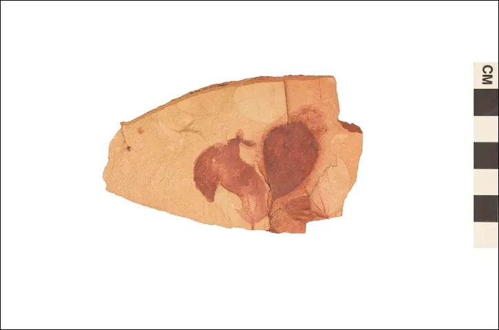 Fragment of fossilized Katsura tree leaf impressions left in rock. USNM Number: NC52119.