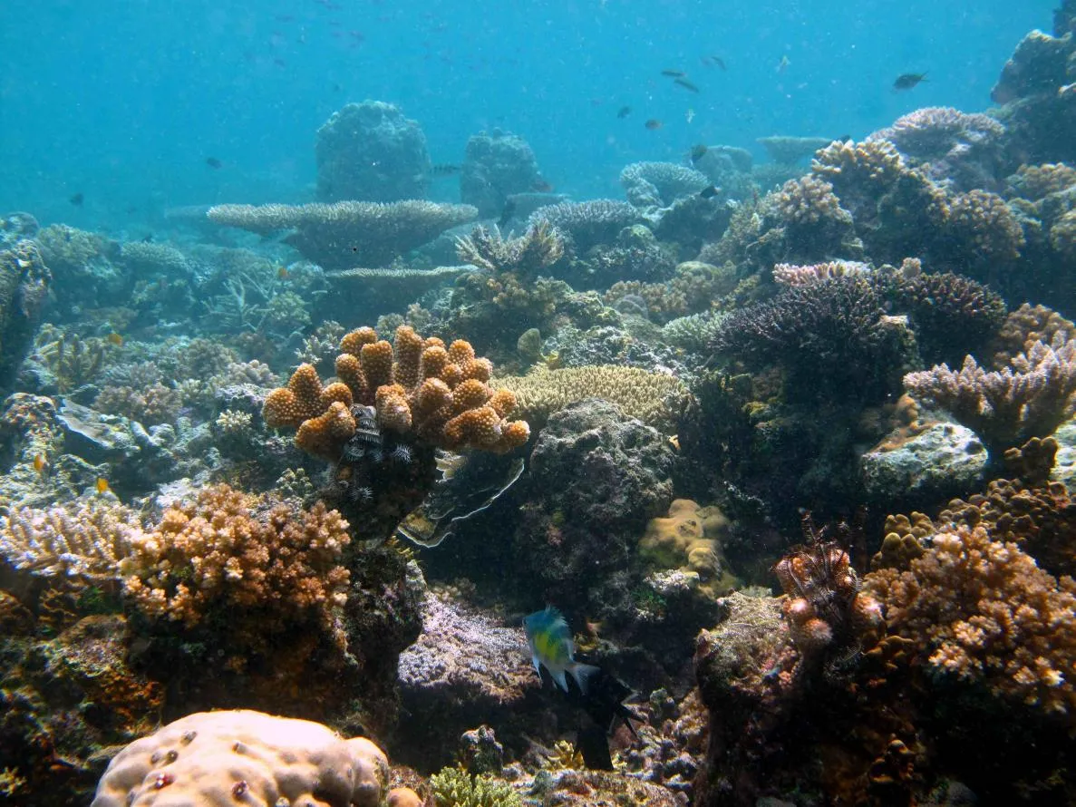 Image of a coral reef