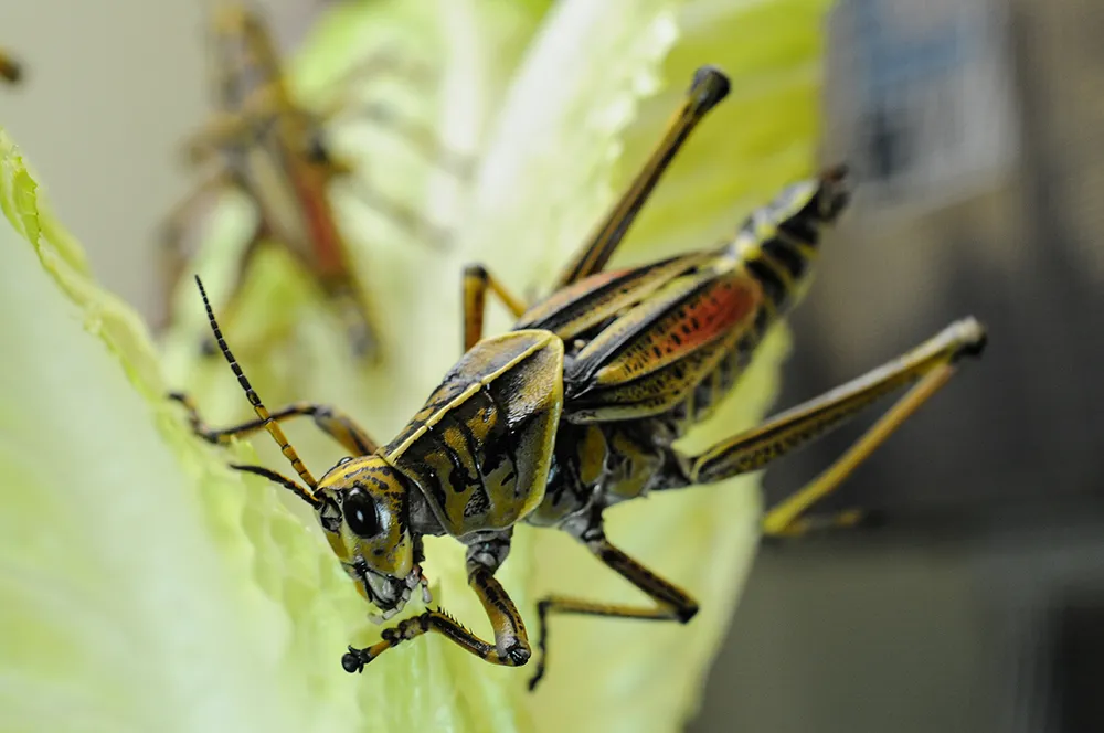 Close up of a lubber grasshopper on a leaf. The grasshopper is yellow, black, brown, and red.