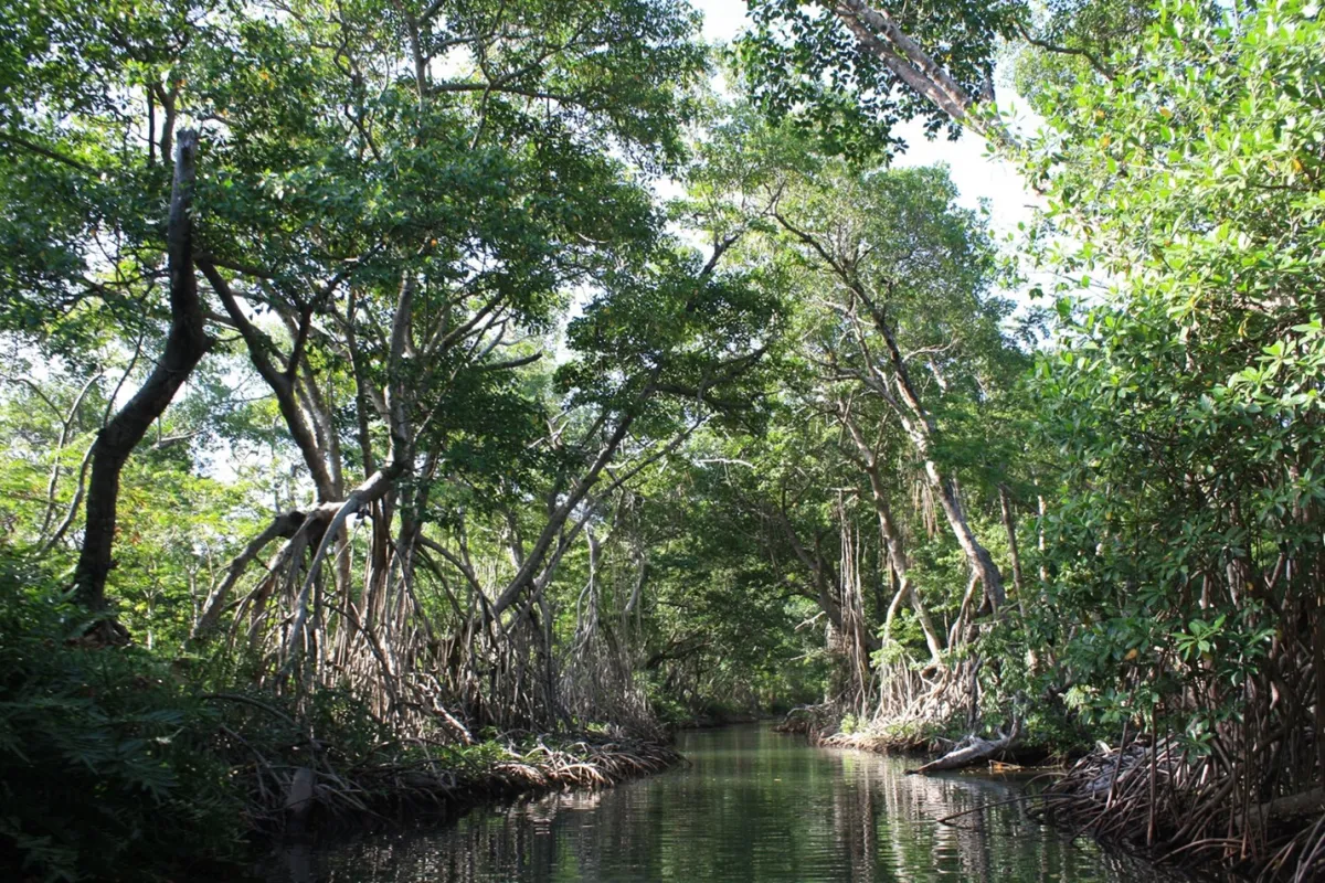 a channel of water flows beneath a tangle of overhanging trees