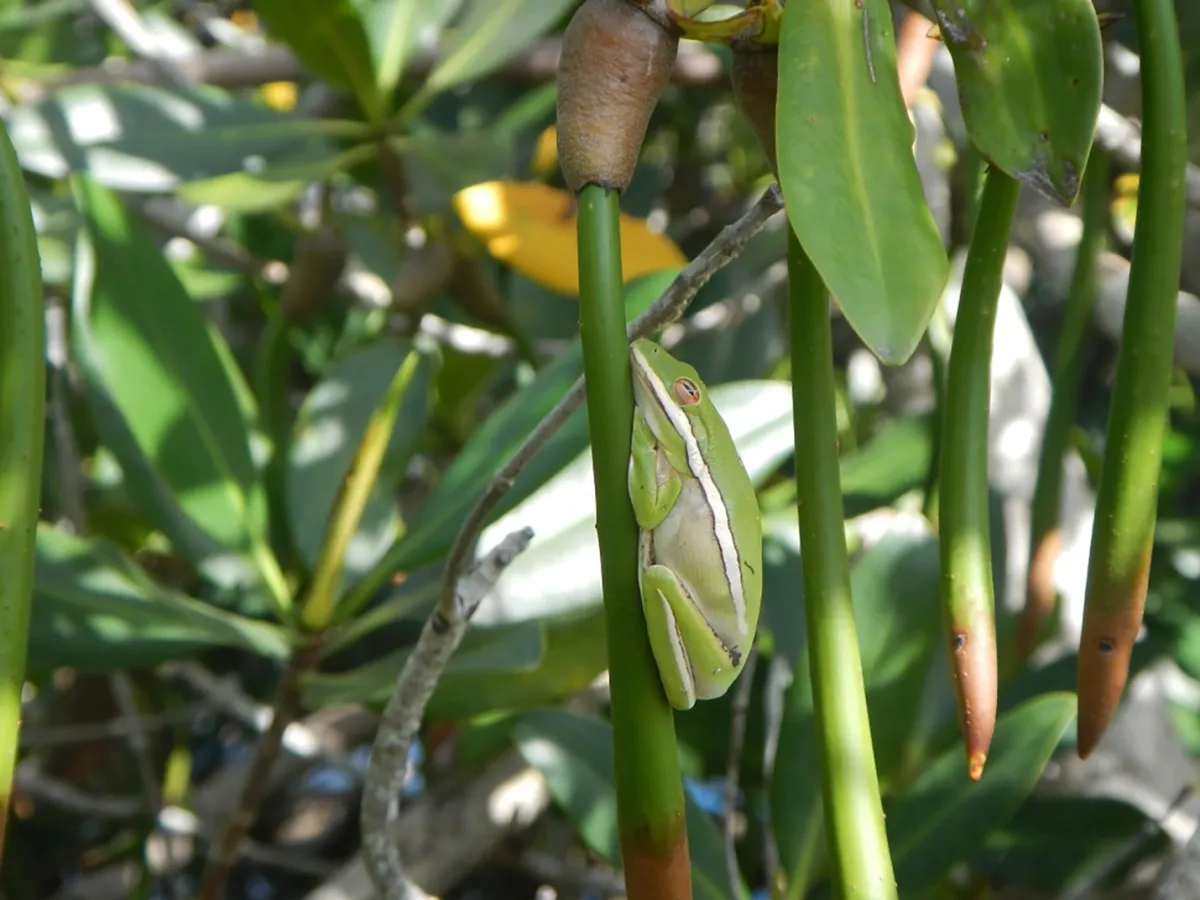 a green tree frog with a white stripe down its side clings to a green-bean-like mangrove propagule