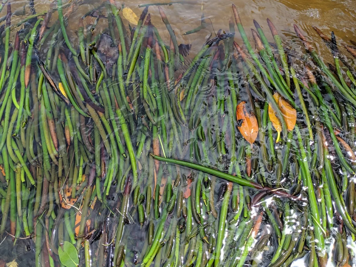 dozens of mangrove propagules float in water