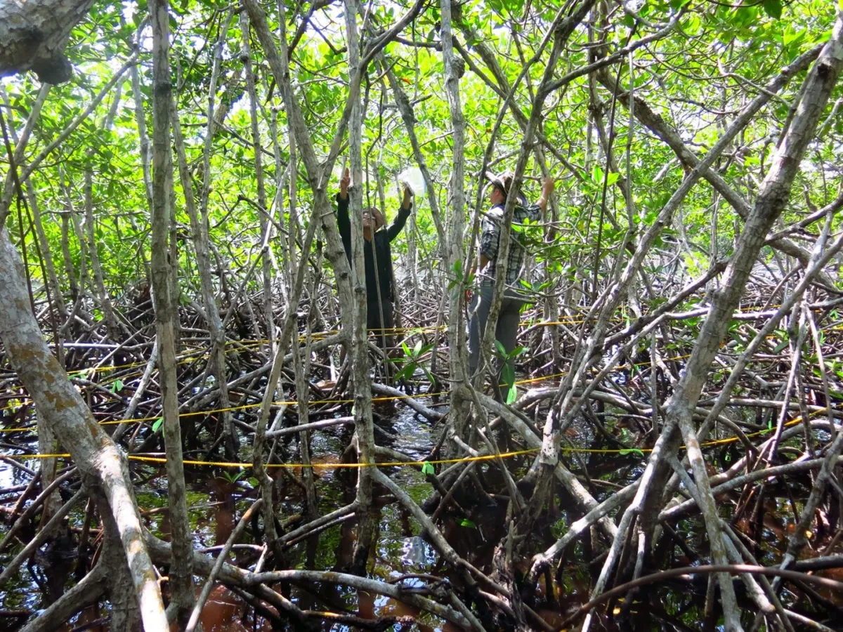 two people climb through a thicket of mangrove trunks and branches, stretching a yellow measuring tape