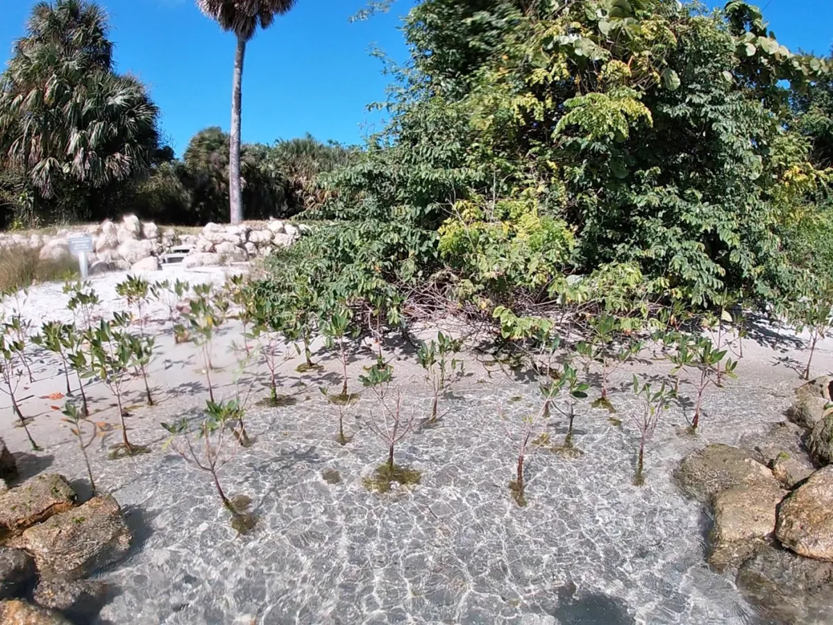 a beach with clear water covering the roots of small trees planted in the sand, with a palm tree in the background