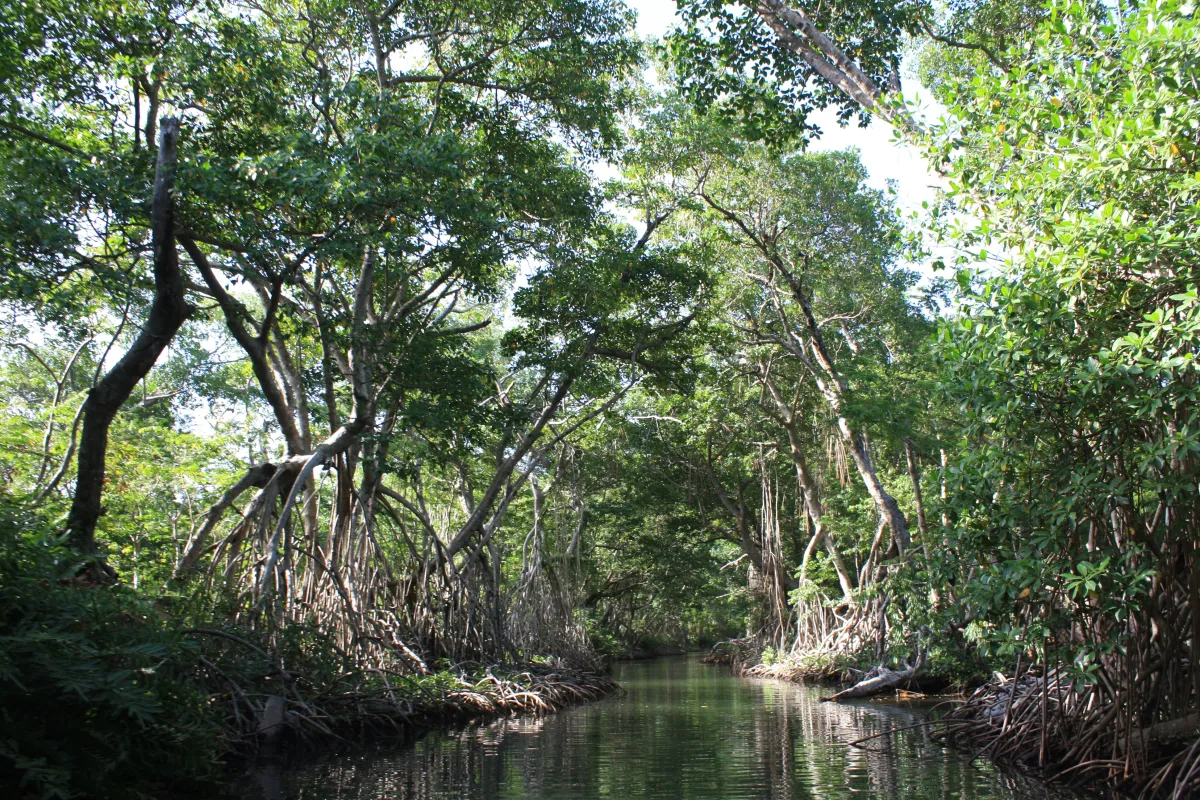 An image of coastal mangrove trees. 
