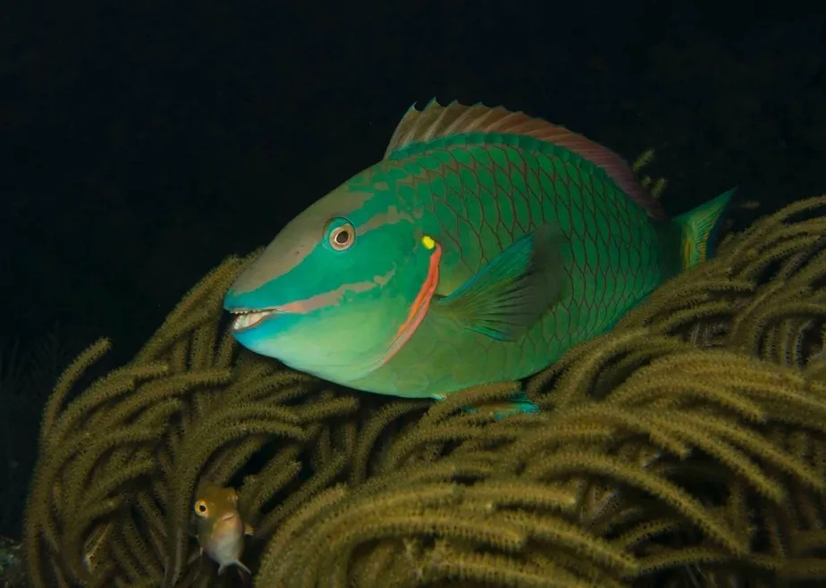 a green, yellow and red stoplight parrotfish lurks among ivory-colored, whip-like soft corals