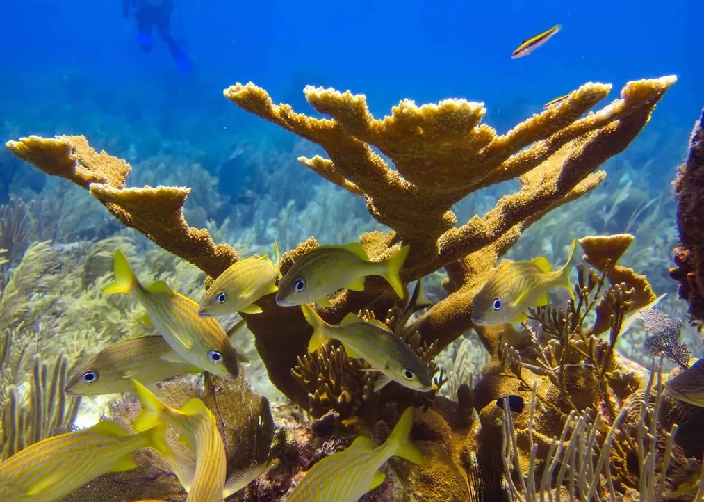 a group of nine yellow fish with light brown stripes swim around a gold-toned coral colony with large flat branches
