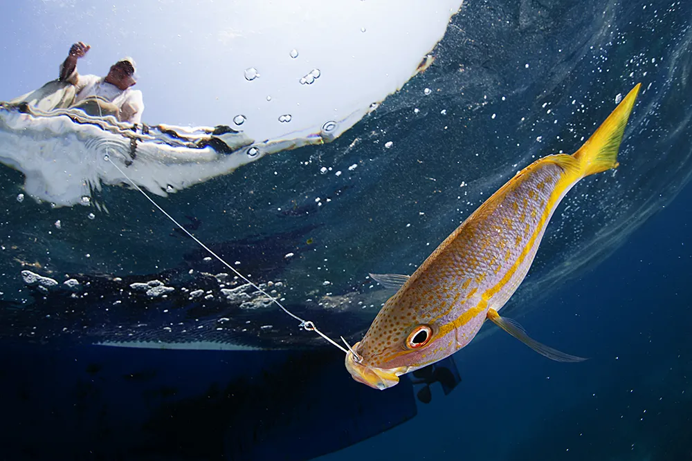 Shot from under water showing orange fish on hook and fisherman above