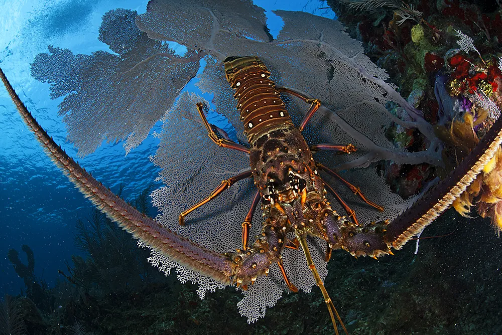 underwater shot of a lobster looking straight into the lens