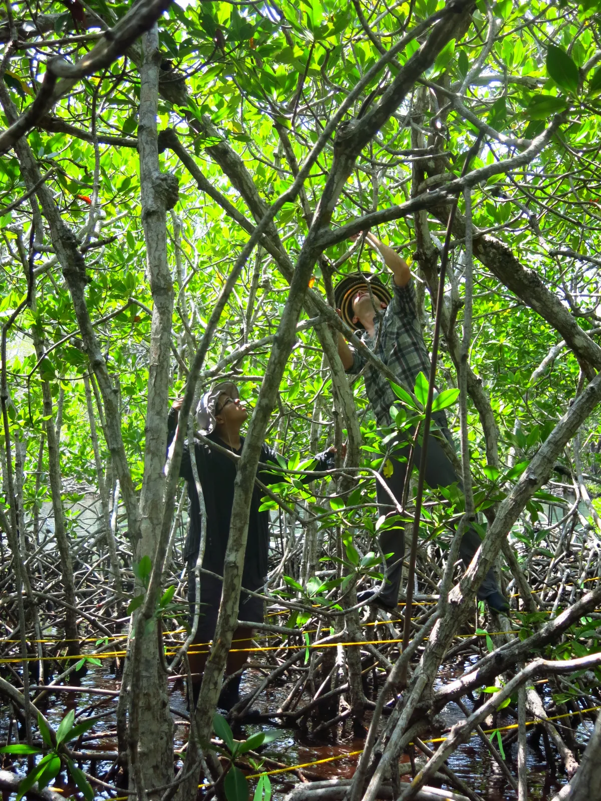 Lush green canopy of mangroves with 2 people working
