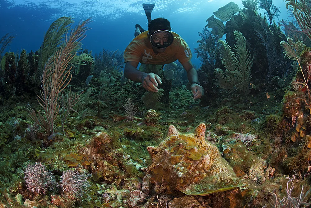 diver underwater reaching for a multicolored queen conch in foreground