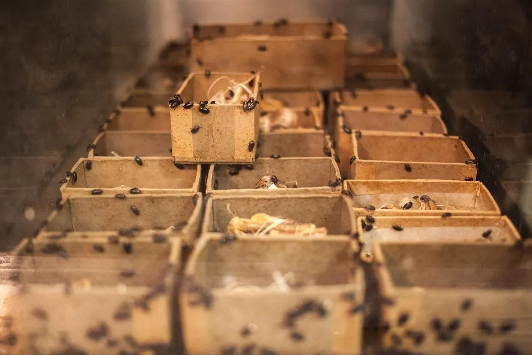 A photograph of dermestid insects amongst cardboard boxes holding animal remains