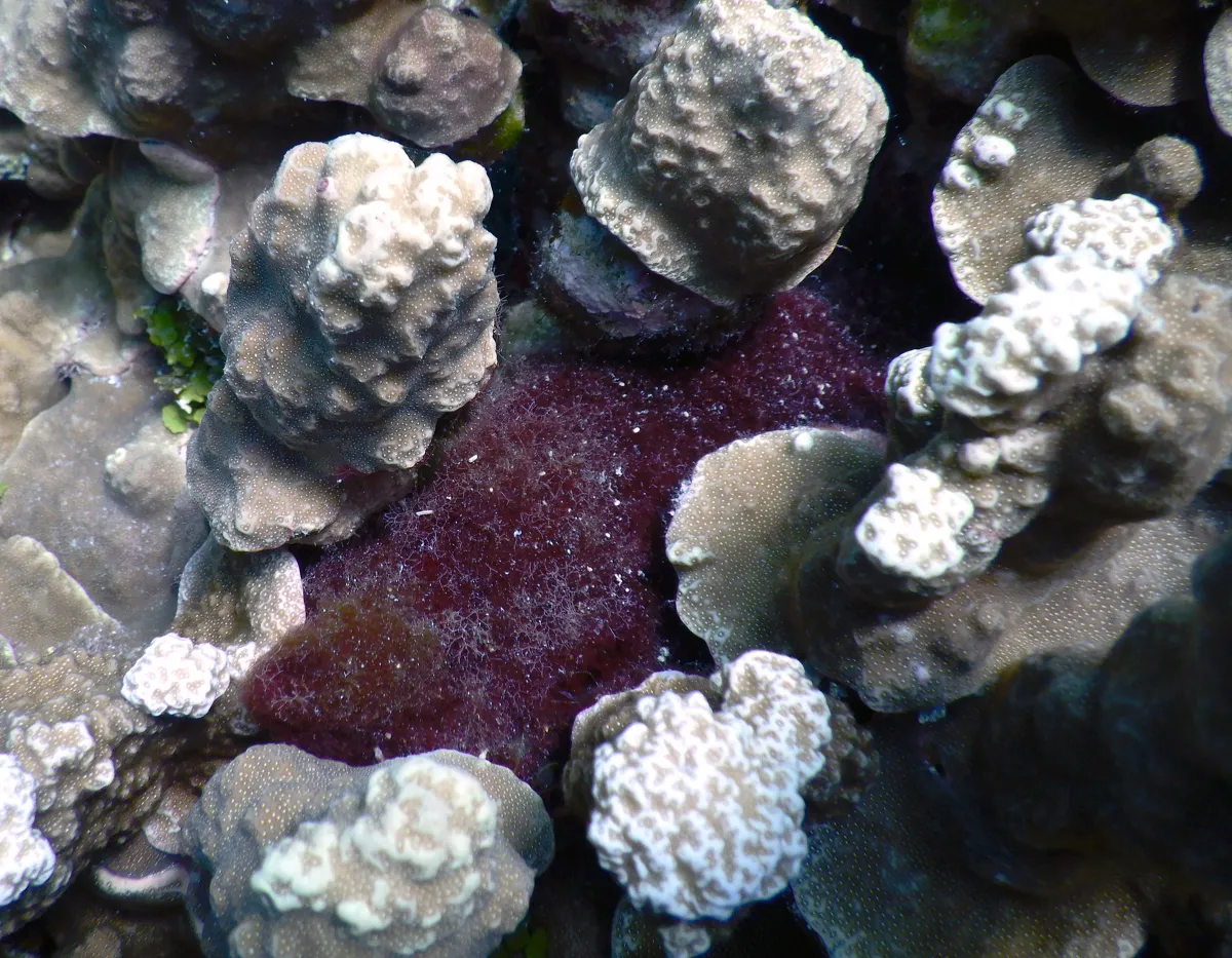 Cyano bacteria nestled in coral.