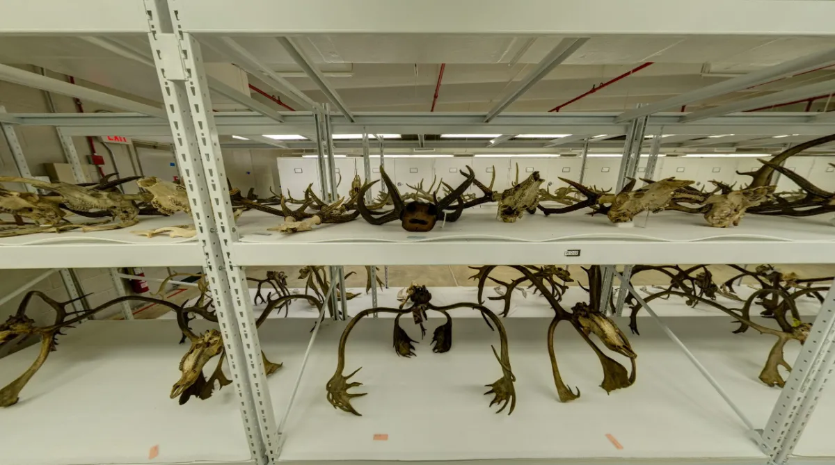 Antlers at the Museum Support Center