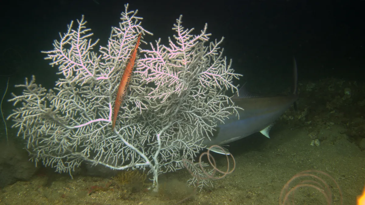 Muricea soft coral on ocean floor