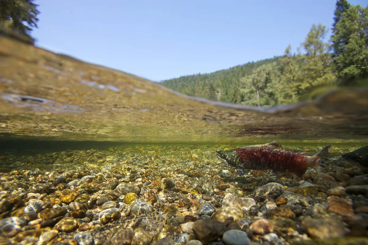 Underwater and above-water scene with red and gray sockeye salmon swimming over a river bed of small rocks. There is a forested hill in the background.