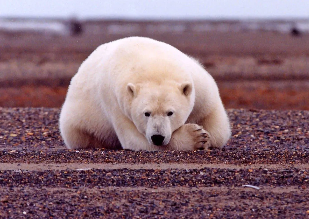 Polar bear resting on the ground with its eyes open