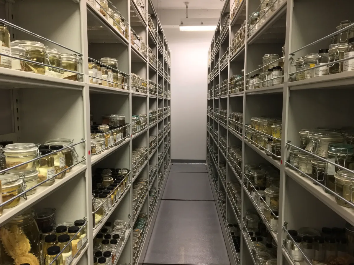 NCI specimens curated to Smithsonian standards