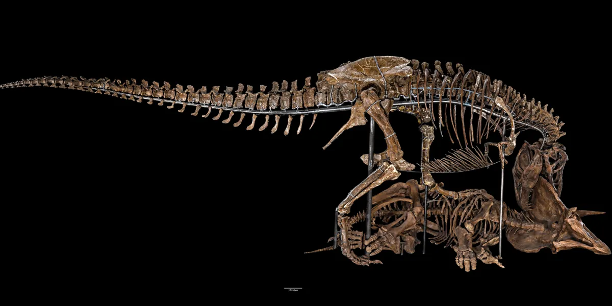 A fossil skeleton of a Tyrannosaurus rex posed biting down on a fossil Triceratops skeleton that is lying on its side.