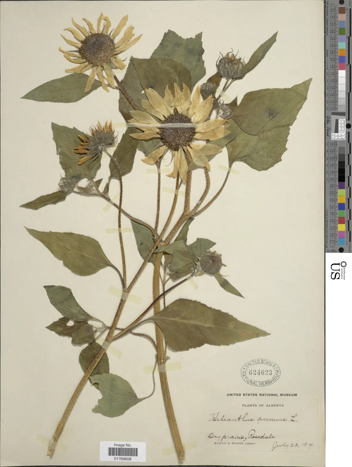 Digitized Herbarium Sheet