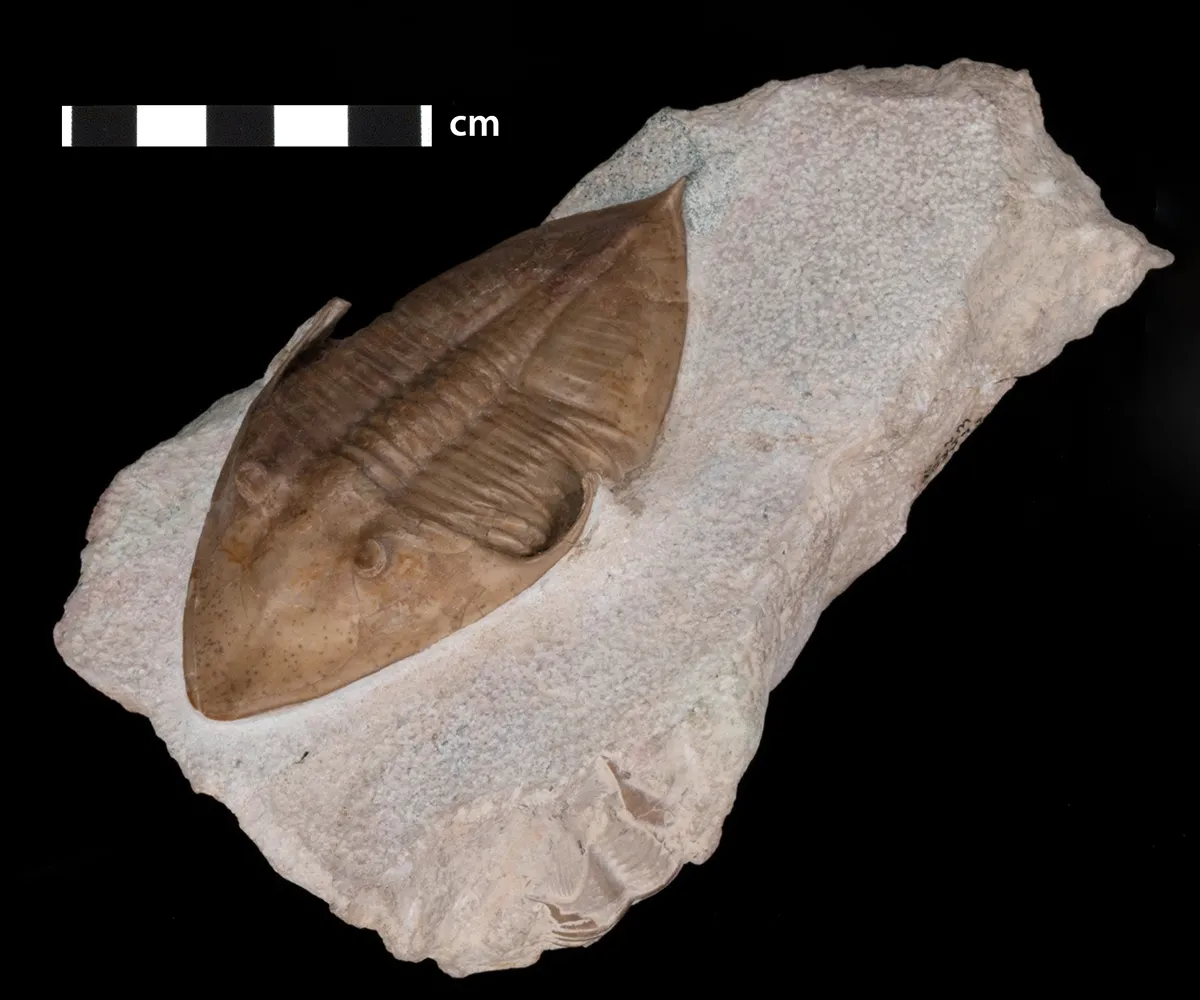 A brown, oval-shaped trilobite fossil specimen embedded in a piece of rock. It has two eyes near the front of its body.