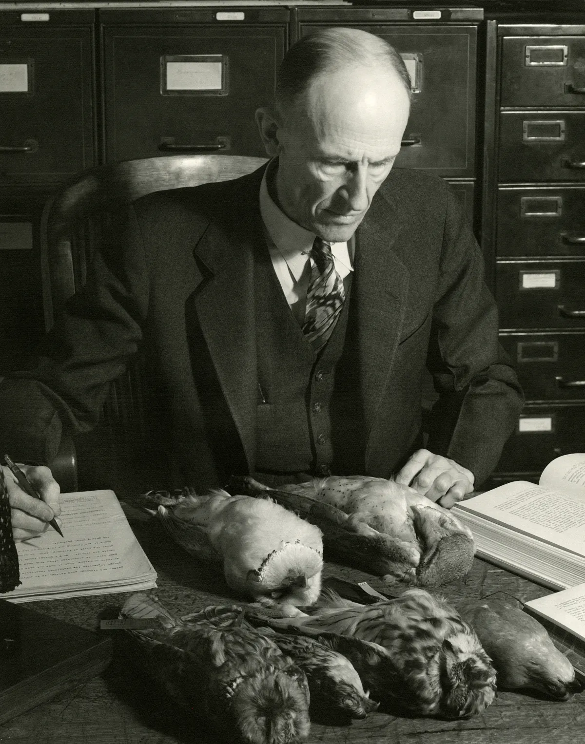 Black and white portrait of Harry Oberholser. 