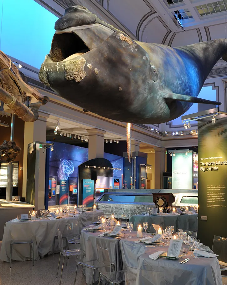 NMNH Ocean Hall transformed for an event