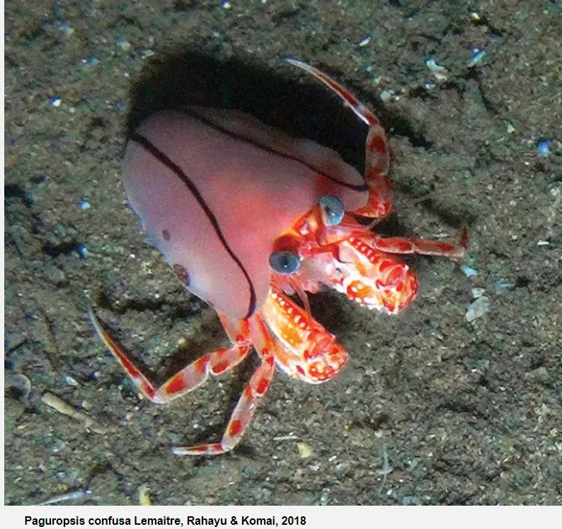 A small hermit crab