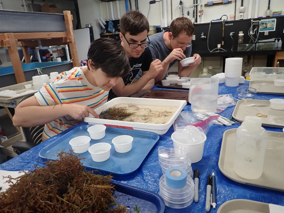 Smithsonian staff sorting specimens