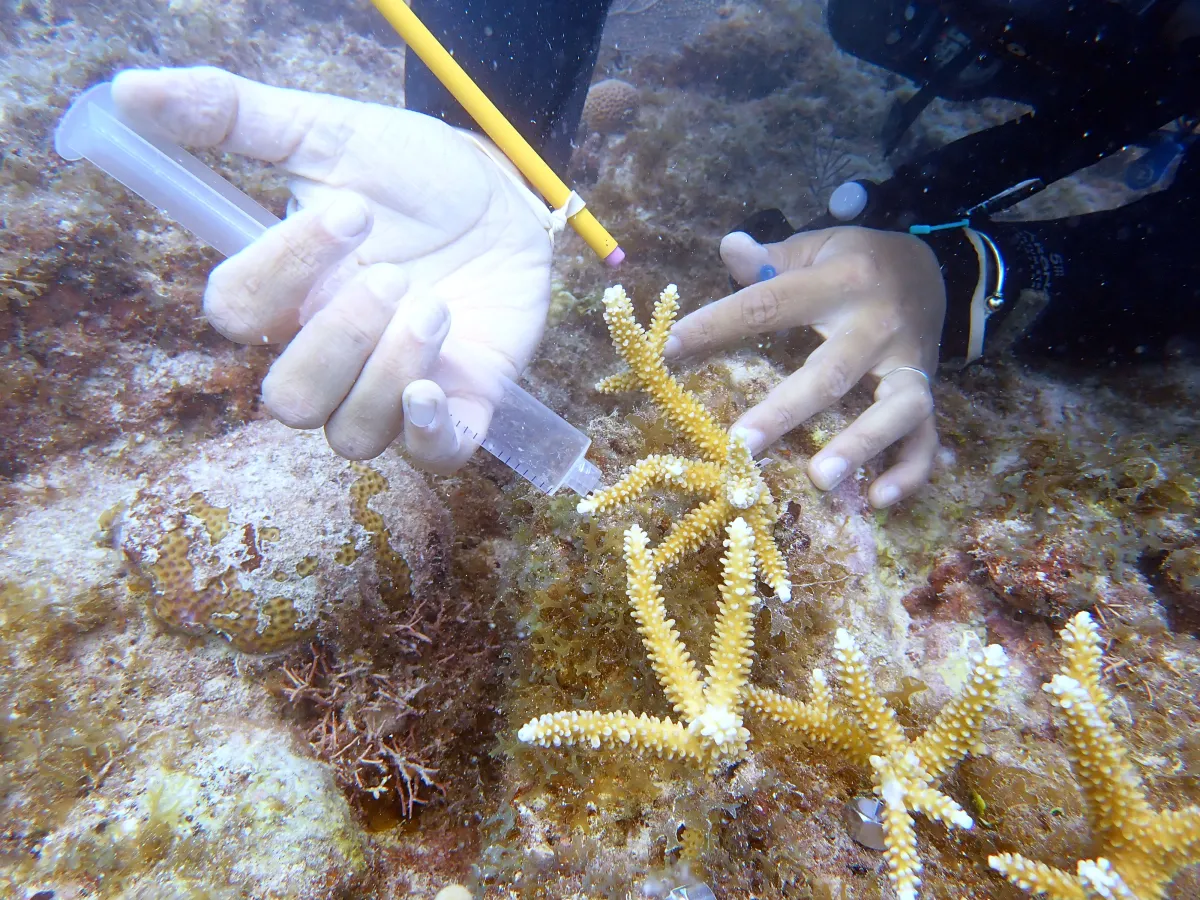 Sara Sampling corals