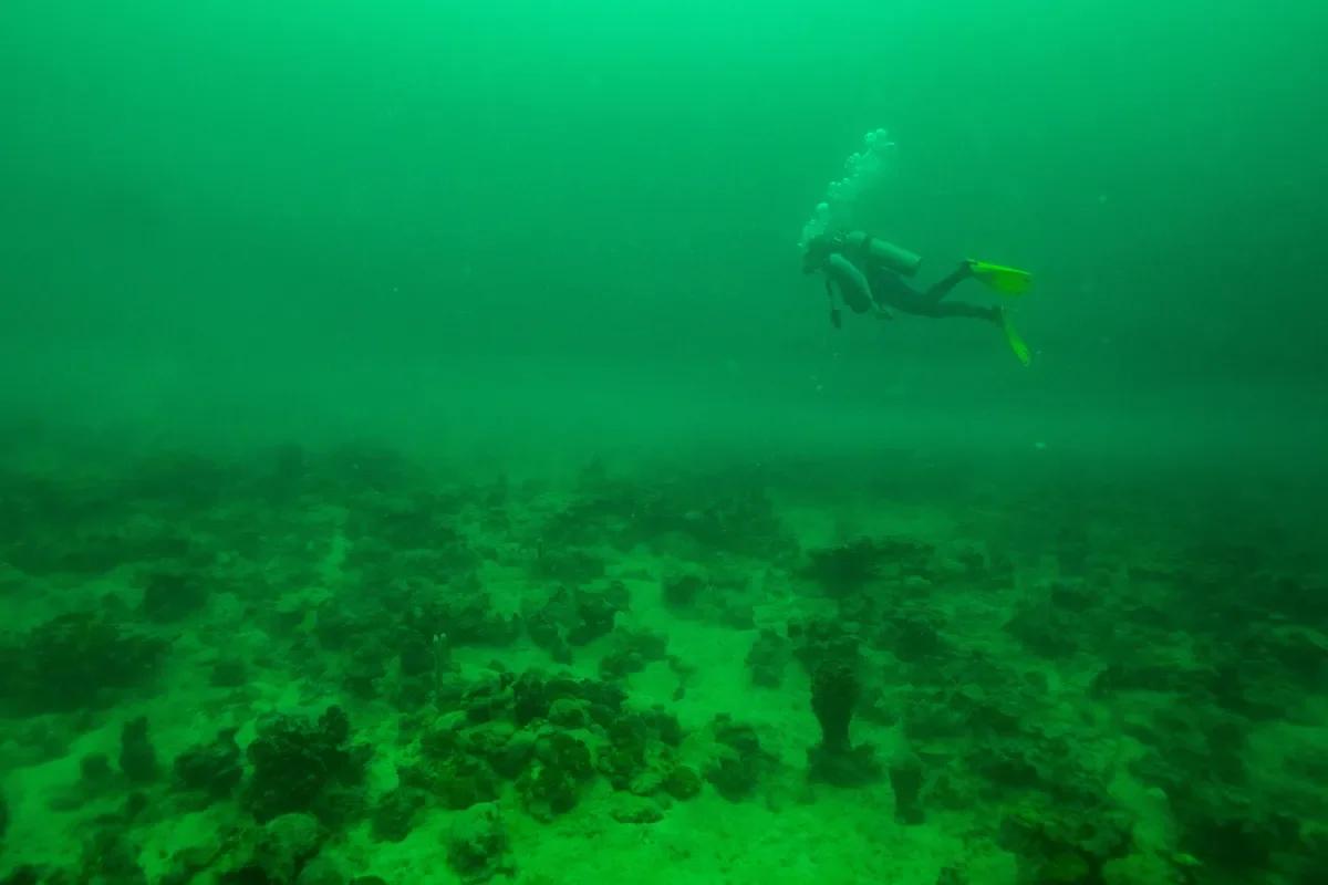 Diver Surveying Reef