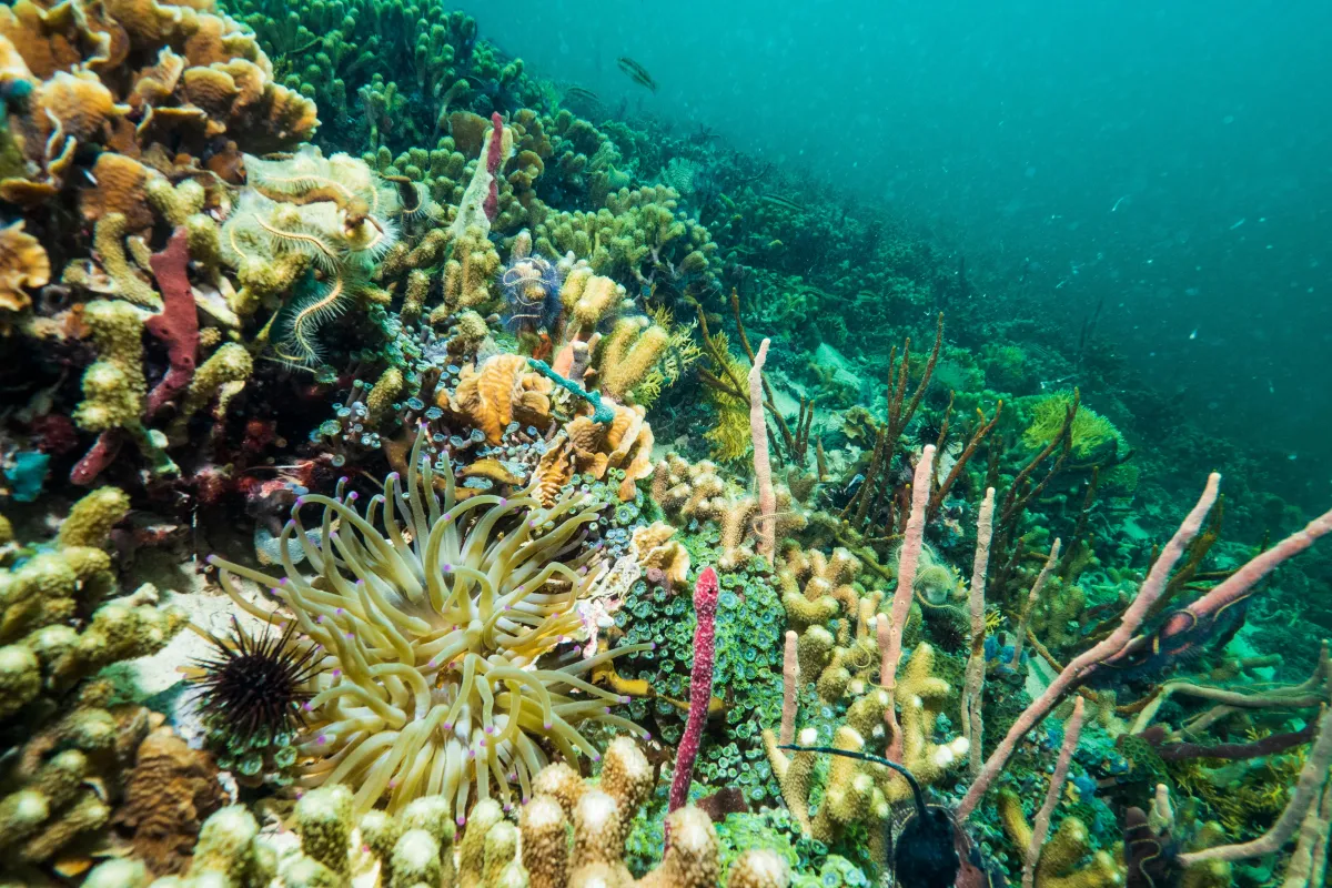 Smithsonian Insider – coral specimen from Guam, Smithsonian Tropical  Research Institute, NOAA