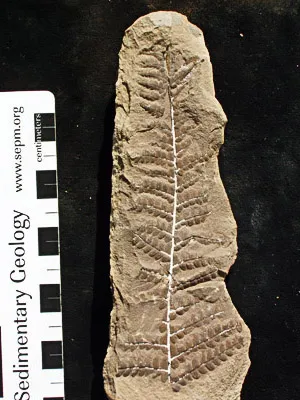 a fossil fern