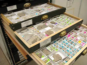 View of Insects in Drawers
