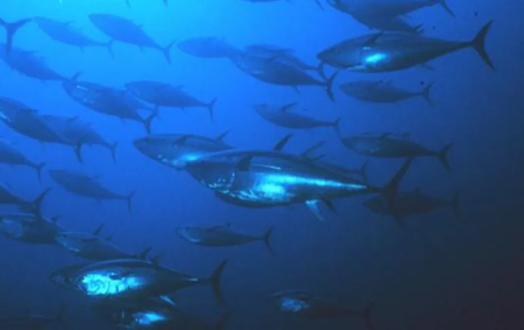 Picture of a school of tuna fish